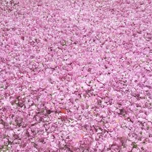 Natural fragrance oil distraction process of taif rose Natural Aromatherapy of fragrance flowers bring natural wellness of flower scent flows to your home